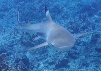 requin pointe noire